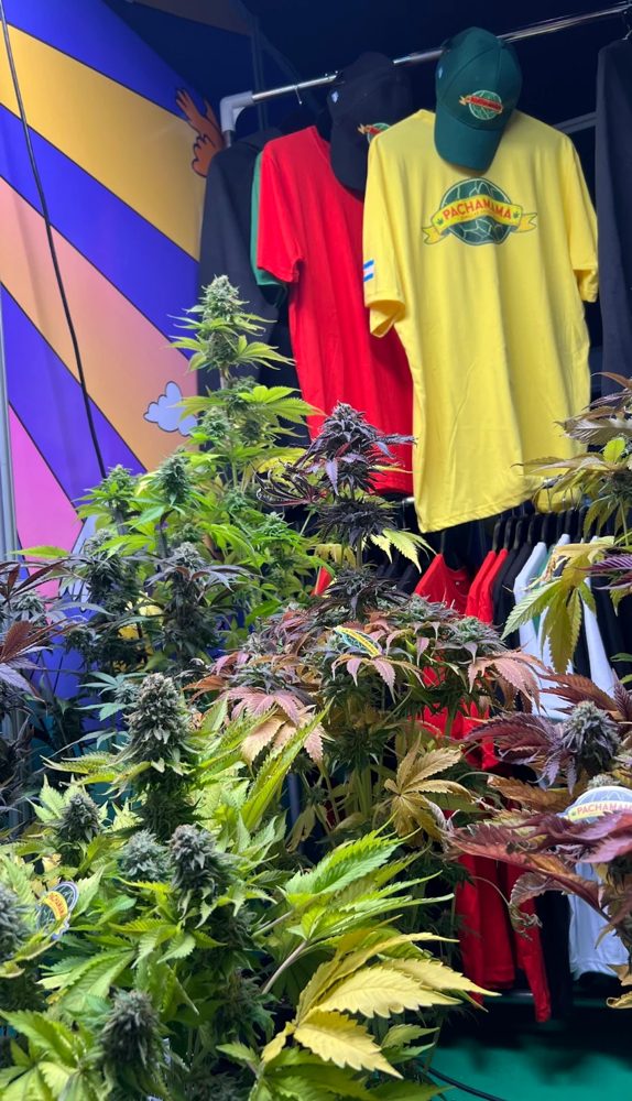 Pachamama en Expo Cannabis